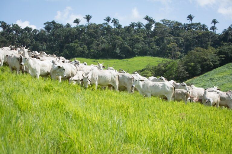 Crescimento do Rebanho Bovino em Goiás Alcança Novo Recorde
