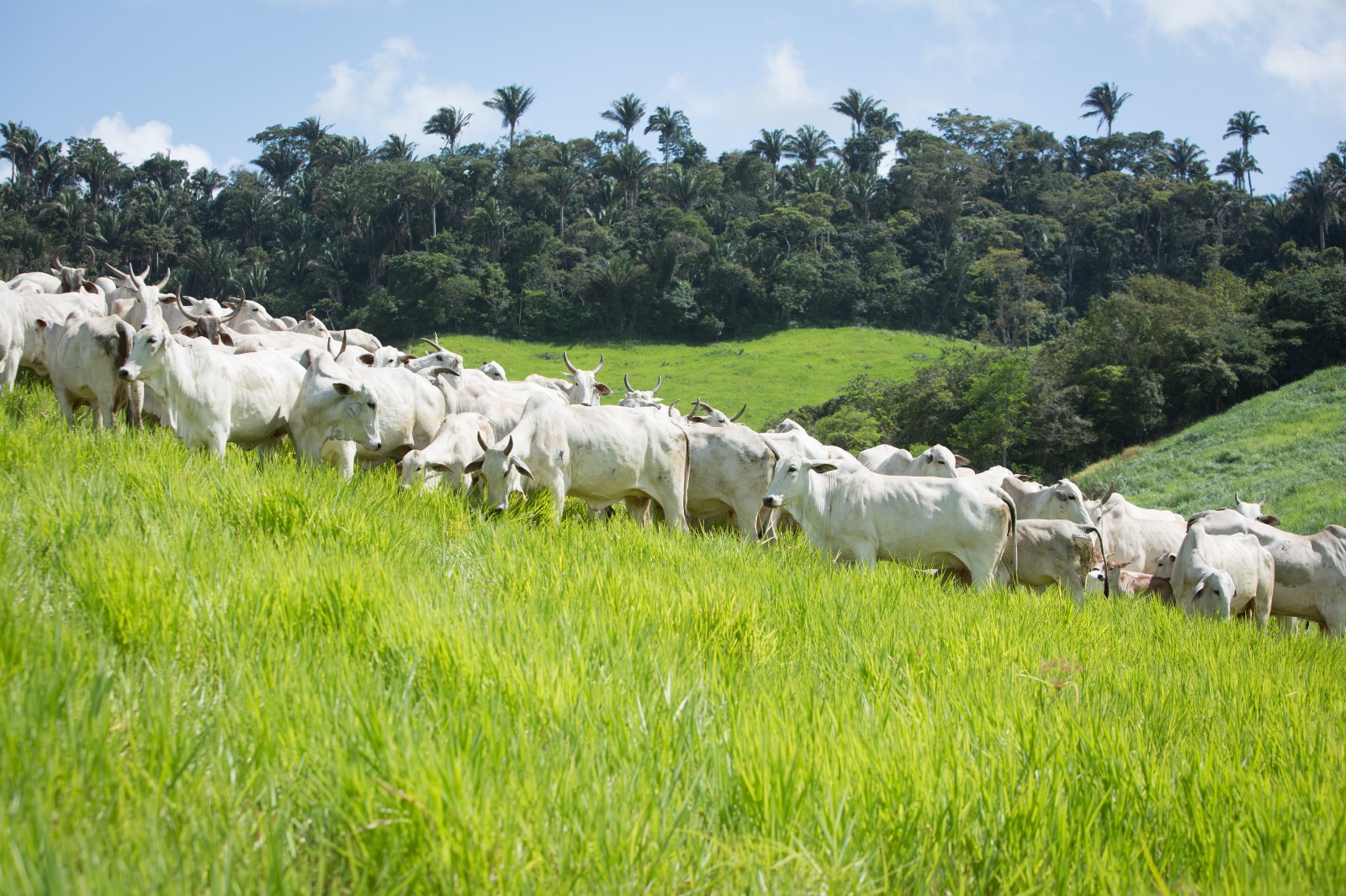 Crescimento do Rebanho Bovino em Goiás Alcança Novo Recorde