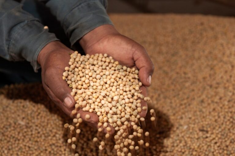 PIB de Goiás Registra Crescimento de 3,4% no Segundo Trimestre de 2023 impulsionado pela Agropecuária