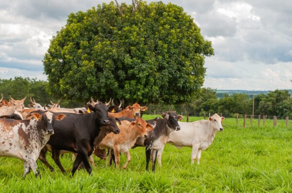Goiás Alcança Recorde Histórico no Abate de Bovinos no Terceiro Trimestre de 2023, Impulsionando o Setor Agropecuário