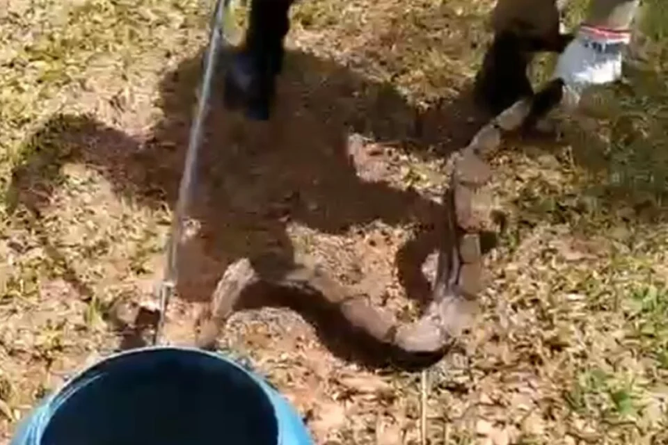 Bombeiros realizam o resgate de cobra em centro de convivência em Luziânia