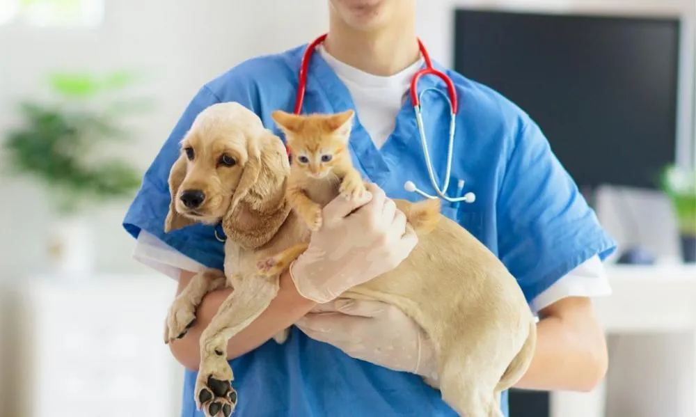 Programa “Quem Ama Castra” de Luziânia: Um Passo Importante Rumo ao Bem-Estar Animal