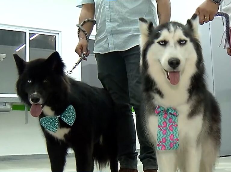 Primeira Clínica Veterinária Pública de Luziânia é Inaugurada com Investimento de R$ 800 Mil