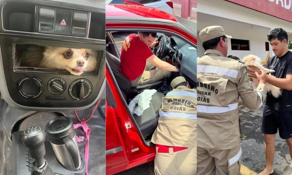 Cão Fica Preso em Painel de Carro e Mobiliza Bombeiros em Luziânia