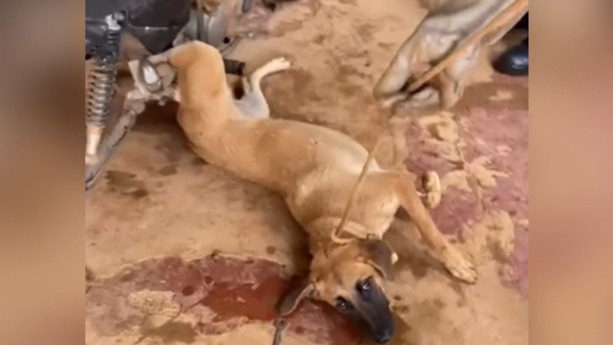 Cachorro Fica Preso em Moto ao Tentar Espiar pela Janela em Luziânia