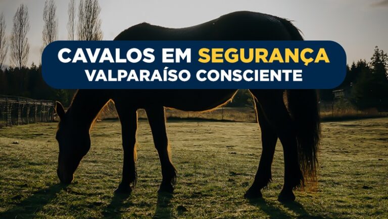 Prefeitura Alerta sobre Animais de Grande Porte Soltos e Define Medidas Rigorosas de Apreensão