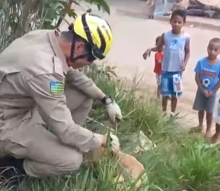 Bombeiros resgatam cachorro de fossa de cinco metros em Luziânia
