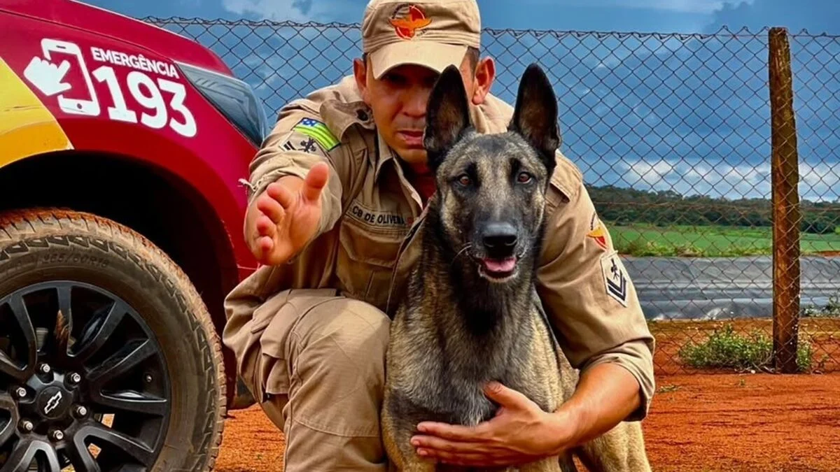 Bombeiros caninos de Goiás são homenageados no Dia do Cão de Busca e Resgate