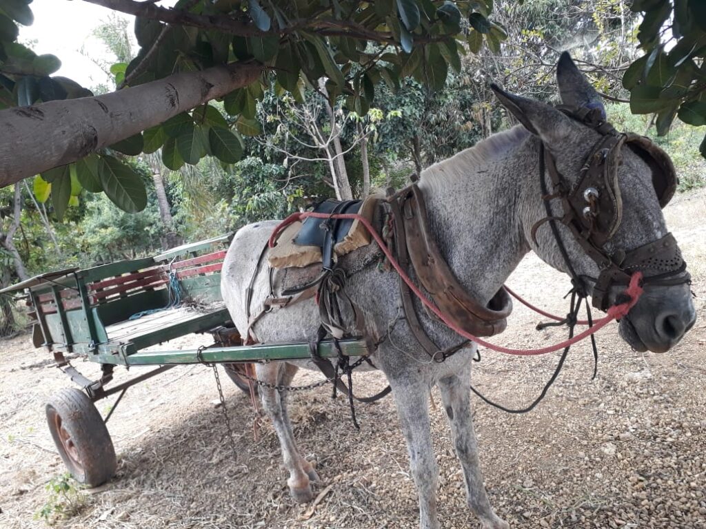 Carroceiros de Valparaíso denunciam “arbitrariedade” de vereador contra cavalos soltos nas ruas