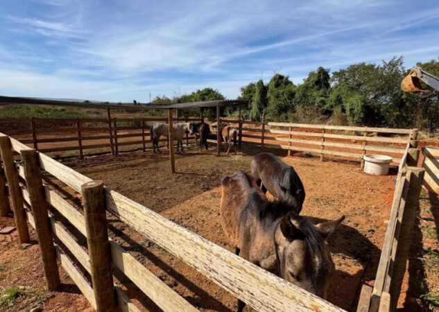 Prefeitura intensifica apreensão de animais de grande porte soltos em vias públicas