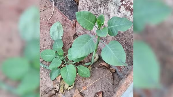 Leia mais sobre o artigo ‘Falsa couve’: idoso sai do coma e mulher tem lesão cerebral grave após intoxicação em Patrocínio (MG)