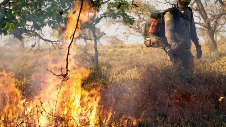 Leia mais sobre o artigo 15 pessoas presas por incêndios criminosos em Goiás