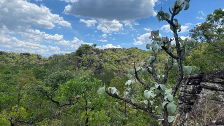 Leia mais sobre o artigo Goiás fará primeira lista estadual de plantas ameaçadas