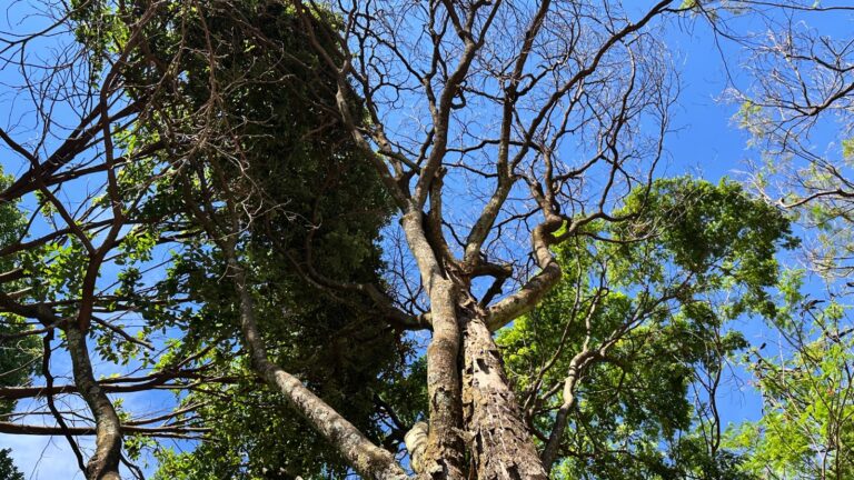Leia mais sobre o artigo Goiânia substituirá 20 sibipirunas no Setor Sul após laudo apontar risco de queda