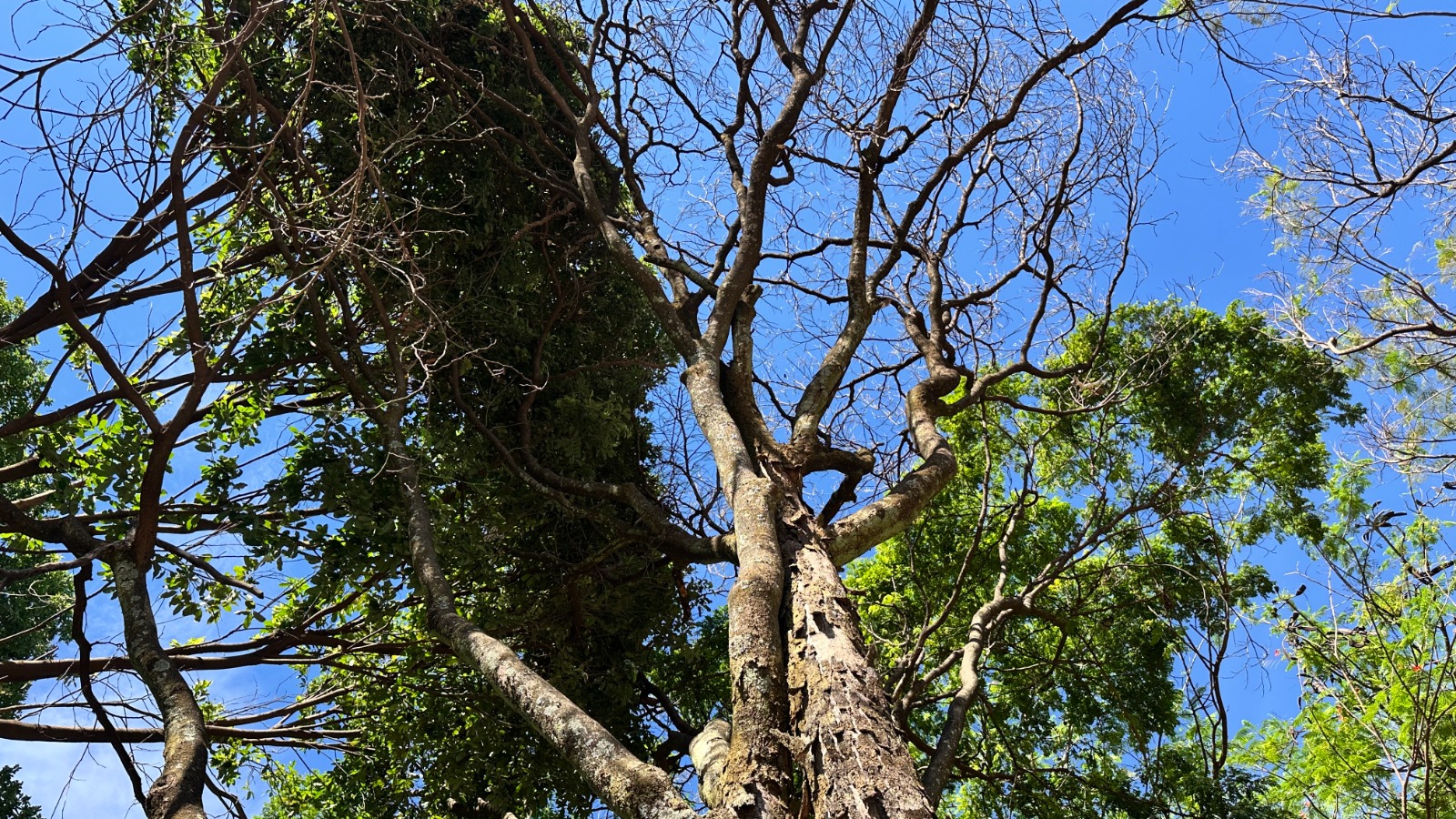 No momento, você está visualizando Goiânia substituirá 20 sibipirunas no Setor Sul após laudo apontar risco de queda