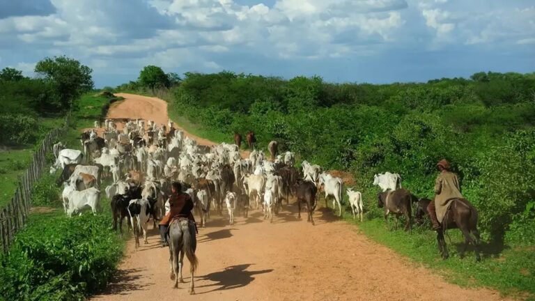 Leia mais sobre o artigo Bovinocultura de Goiás bate recorde: faturamento bruto chega a R$ 20,4 bilhões em 2025