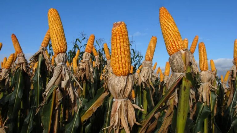 Leia mais sobre o artigo Uso do milho para etanol em Goiás cresce 266% em menos de uma década