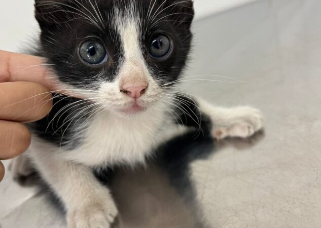 Aparecida realiza última Feira de Adoção de 2025 com 40 animais disponíveis