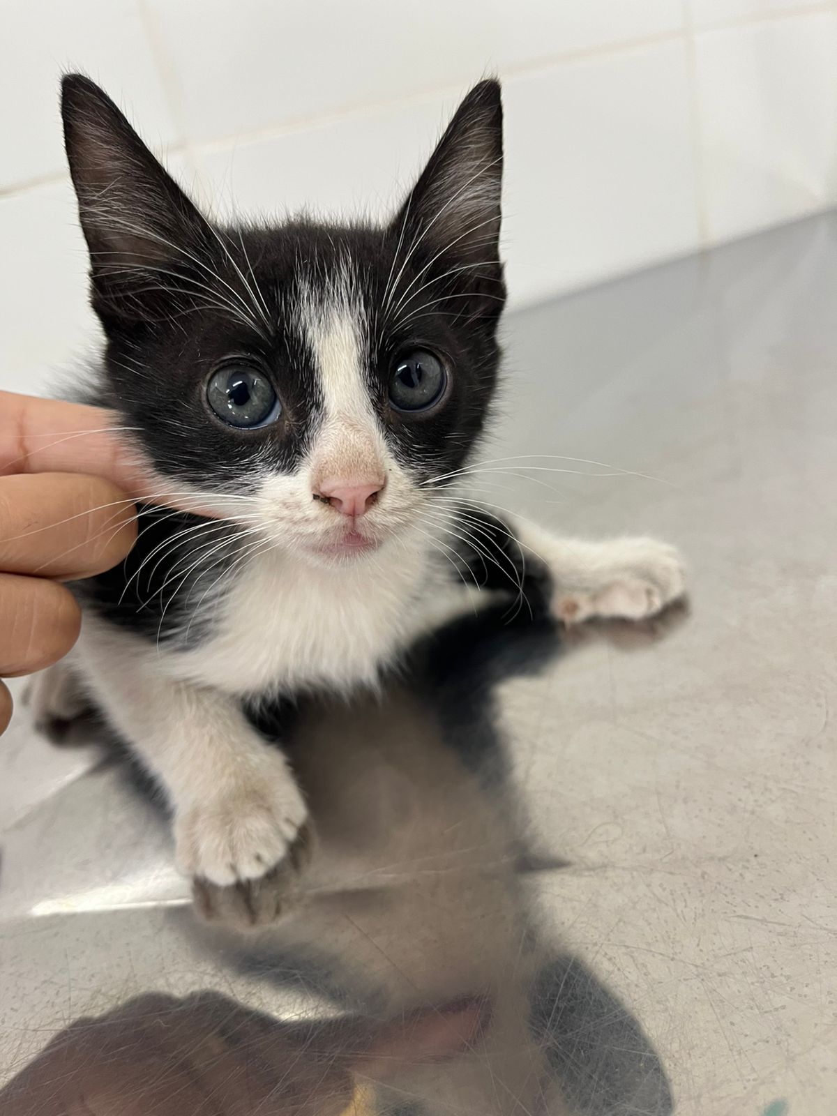 No momento, você está visualizando Aparecida realiza última Feira de Adoção de 2025 com 40 animais disponíveis