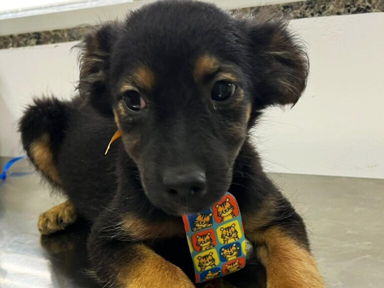 Leia mais sobre o artigo Prefeitura de Aparecida realiza 1ª feira de adoção de animais de 2026