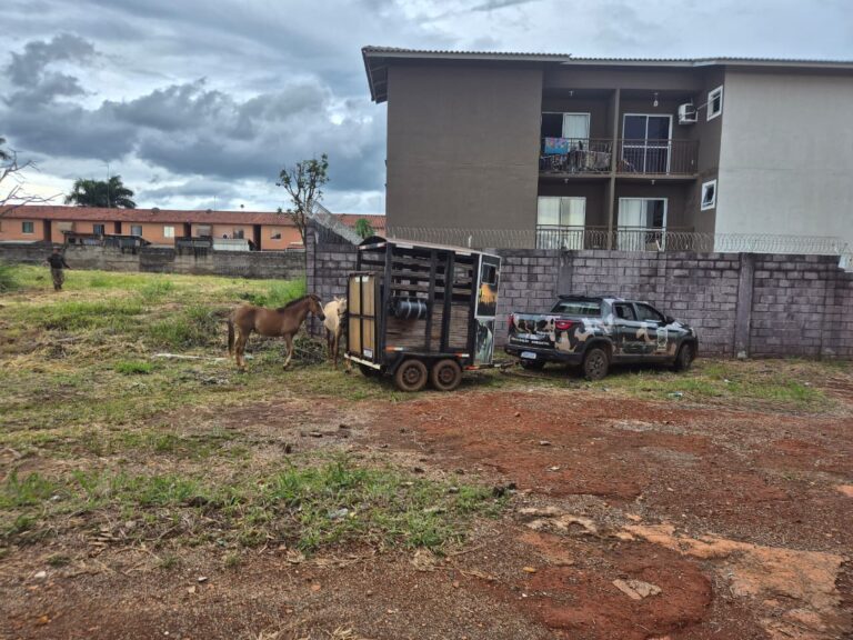 Leia mais sobre o artigo SEMMA APREENDE CAVALOS SOLTOS EM VIAS PÚBLICAS NO PARQUE ESPLANADA III