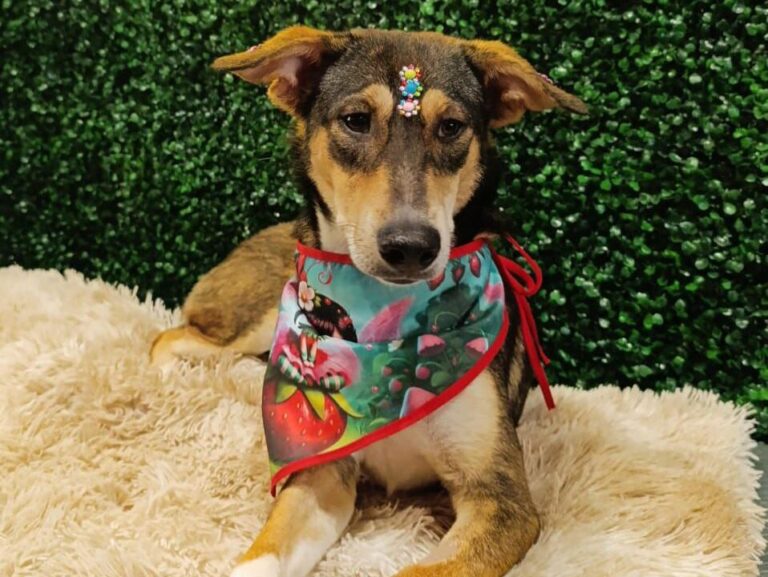 Leia mais sobre o artigo Prefeitura de Aparecida realiza evento de adoção Carnaval Pet neste sábado, 07