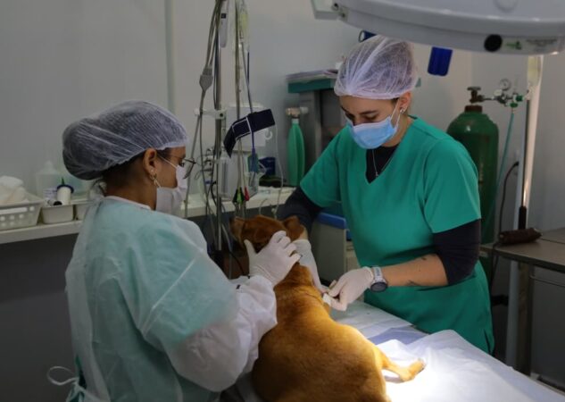PATA ultrapassa 3,1 mil castrações e reforça política de bem‑estar animal em Aparecida de Goiânia