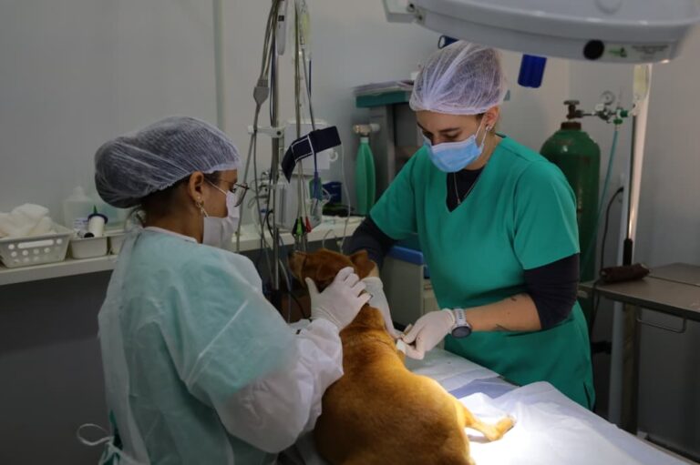 Leia mais sobre o artigo PATA ultrapassa 3,1 mil castrações e reforça política de bem‑estar animal em Aparecida de Goiânia