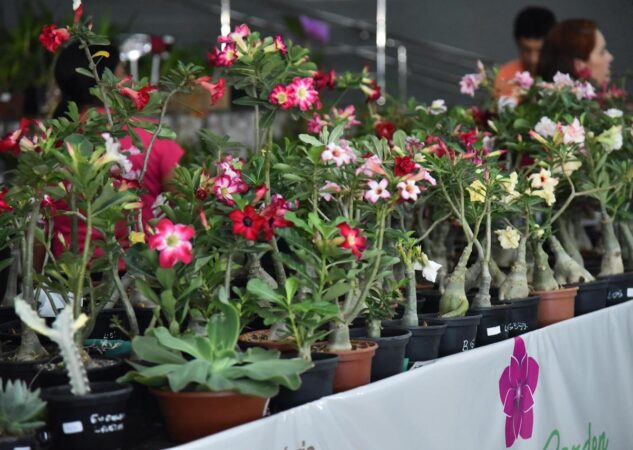 Aparecida recebe 23ª Exposição de Orquídeas e Rosas do Deserto na Semana da Mulher