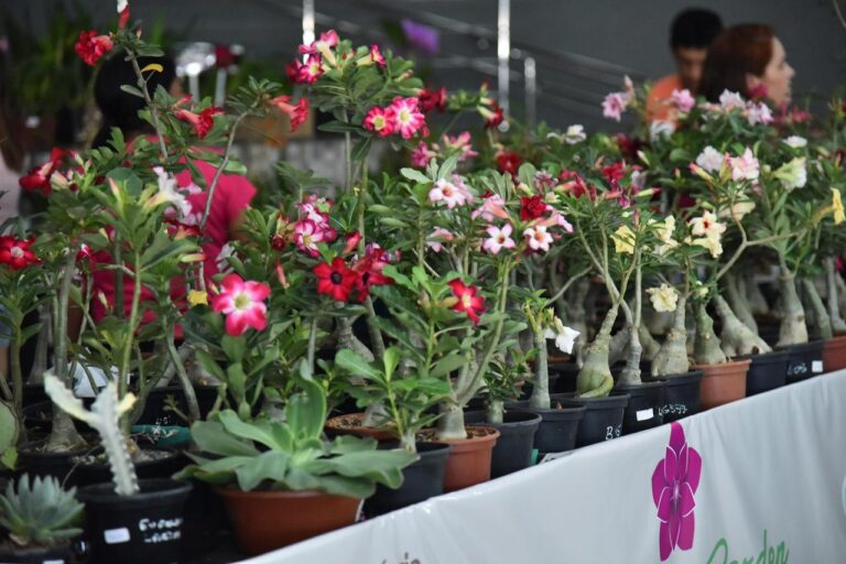 Leia mais sobre o artigo Aparecida recebe 23ª Exposição de Orquídeas e Rosas do Deserto na Semana da Mulher