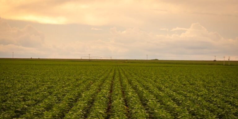 Leia mais sobre o artigo Pesquisa mostra que agro goiano pode sequestrar até 5 toneladas de CO₂ por tonelada de grãos
