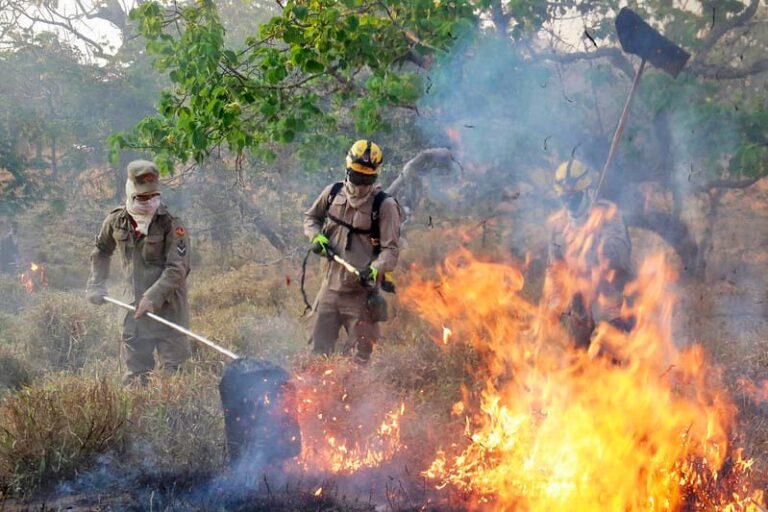 Leia mais sobre o artigo Aberta chamada pública para projetos que visam prevenir incêndios no Cerrado