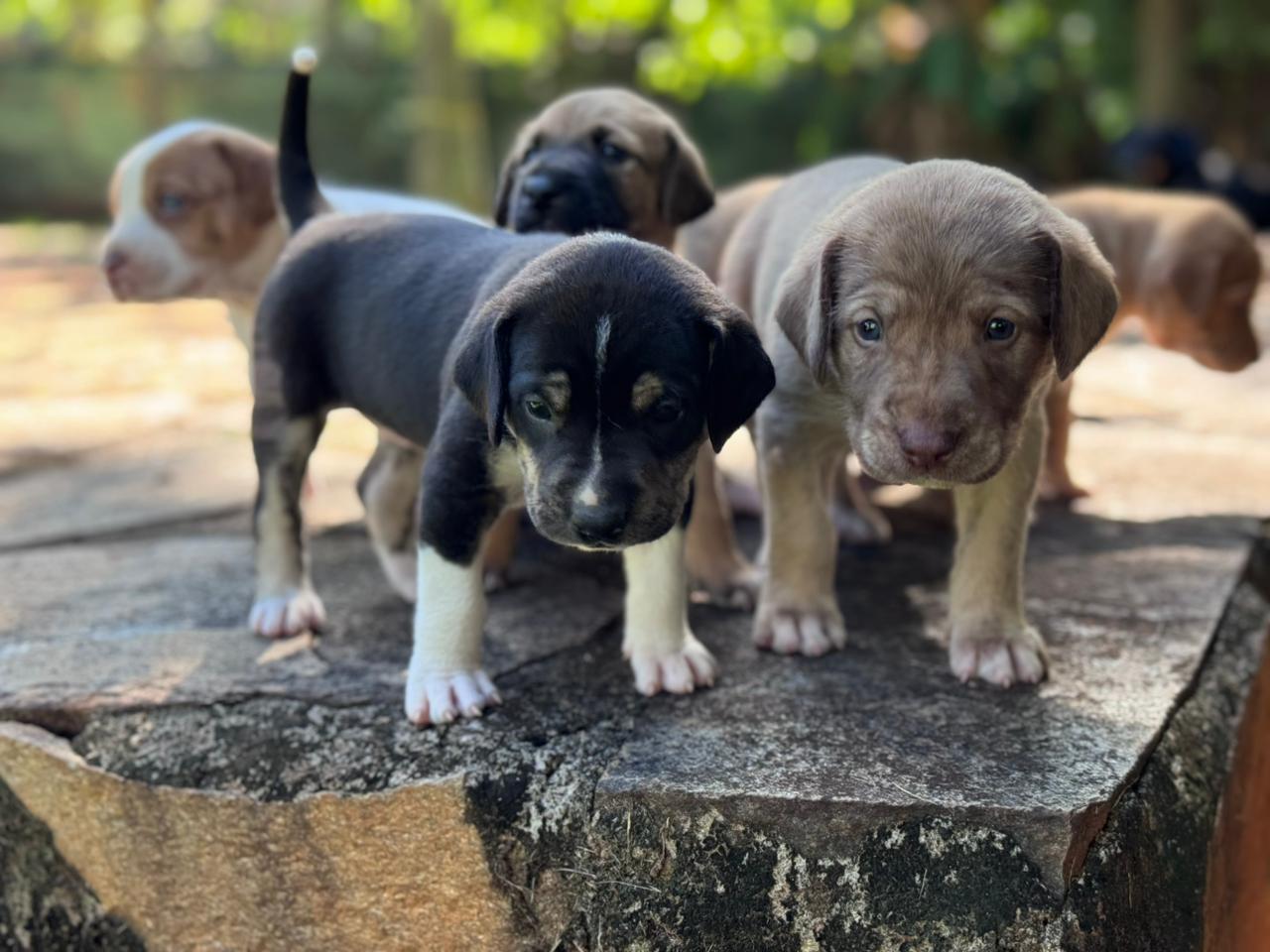 No momento, você está visualizando Prefeitura lança campanha para incentivar e ampliar lares temporários de animais em Goiânia