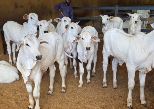 Começa nesta quinta a 79ª Pecuária de Goiânia; Governo de Goiás marca presença com estande “Goiás, o Estado do Agro”