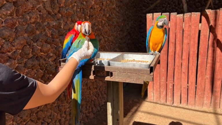Leia mais sobre o artigo Animais do Zoológico de Goiânia recebem cuidados especiais durante mudanças de temperatura