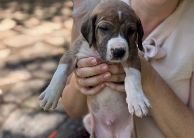 Prefeitura de Goiânia abre inscrições para Programa de Castração Gratuita com 1,5 mil vagas para cães e gatos