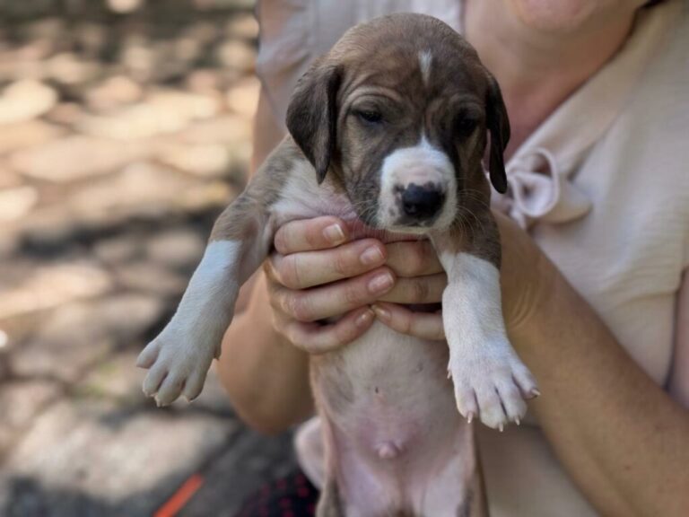 Leia mais sobre o artigo Prefeitura de Goiânia abre inscrições para Programa de Castração Gratuita com 1,5 mil vagas para cães e gatos