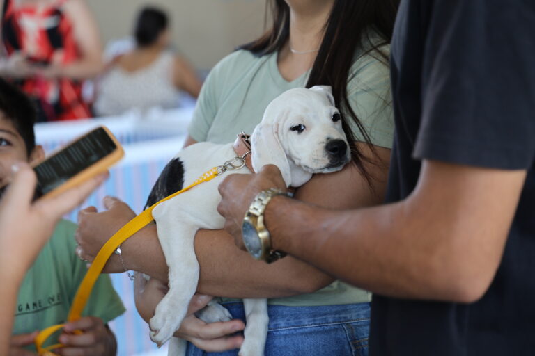 Leia mais sobre o artigo Aparecida de Goiânia celebra 1º ano do “Deu Match Com Meu Pet” com 33 animais para adoção