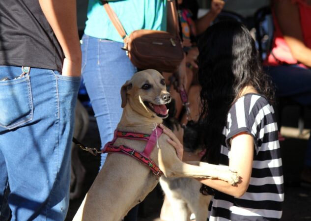 Programa de castração gratuita da Prefeitura inicia com 1,5 mil vagas e entrega kit pós‑operatório aos tutores