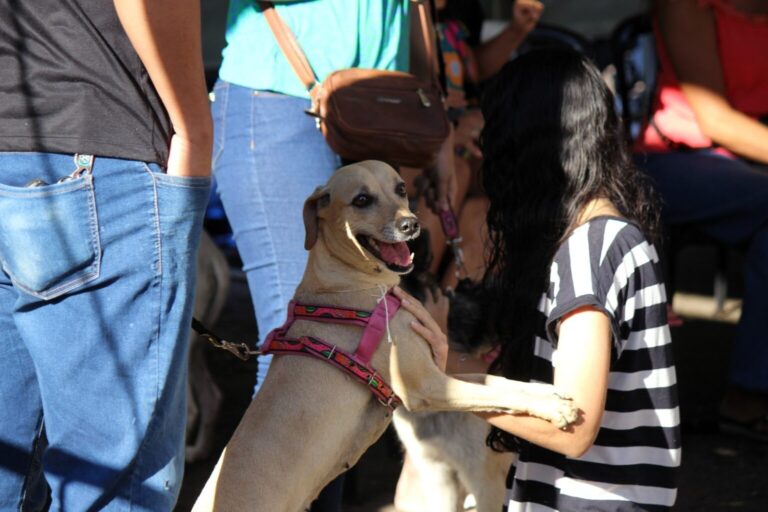 Leia mais sobre o artigo Programa de castração gratuita da Prefeitura inicia com 1,5 mil vagas e entrega kit pós‑operatório aos tutores