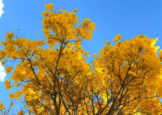 Com cerca de 50 mil exemplares, ipês transformam paisagem de Goiânia durante período de floração