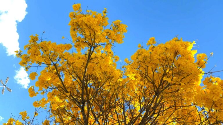 Leia mais sobre o artigo Com cerca de 50 mil exemplares, ipês transformam paisagem de Goiânia durante período de floração