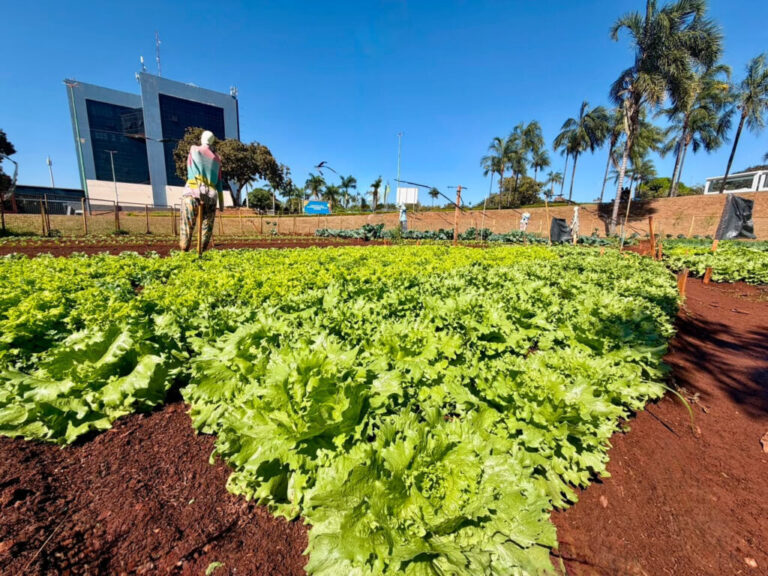 Leia mais sobre o artigo Goiânia lança programa que troca recicláveis por alimentos de hortas comunitárias